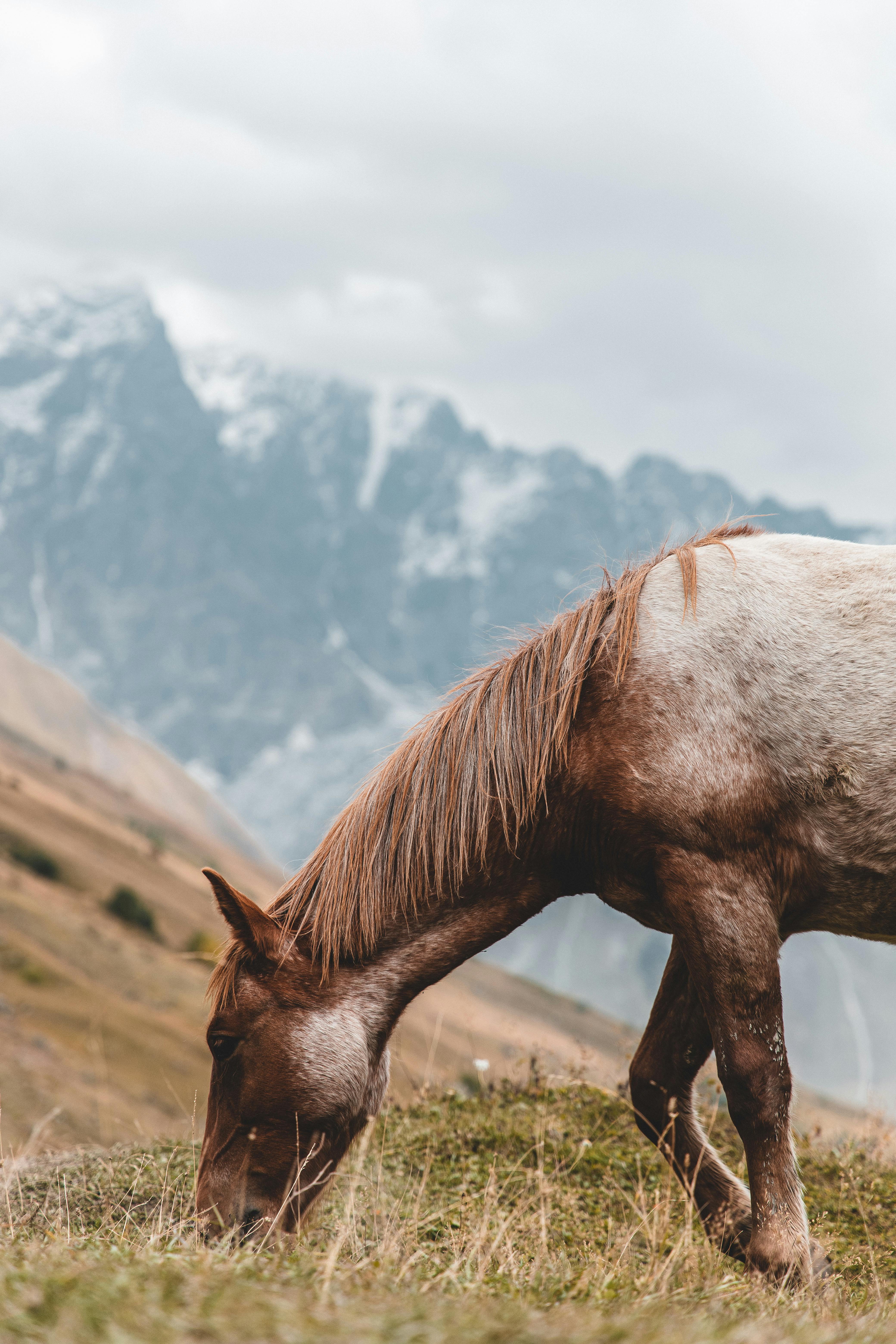 WallpapersWidecom  Horses Ultra HD Wallpapers for UHD Widescreen  UltraWide  Multi Display Desktop Tablet  Smartphone  Page 1