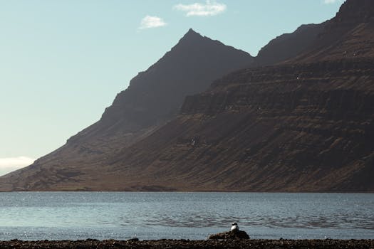 A peaceful scene of an Icelandic fjord with towering mountains under a clear sky, featuring a lone seal on the shore.