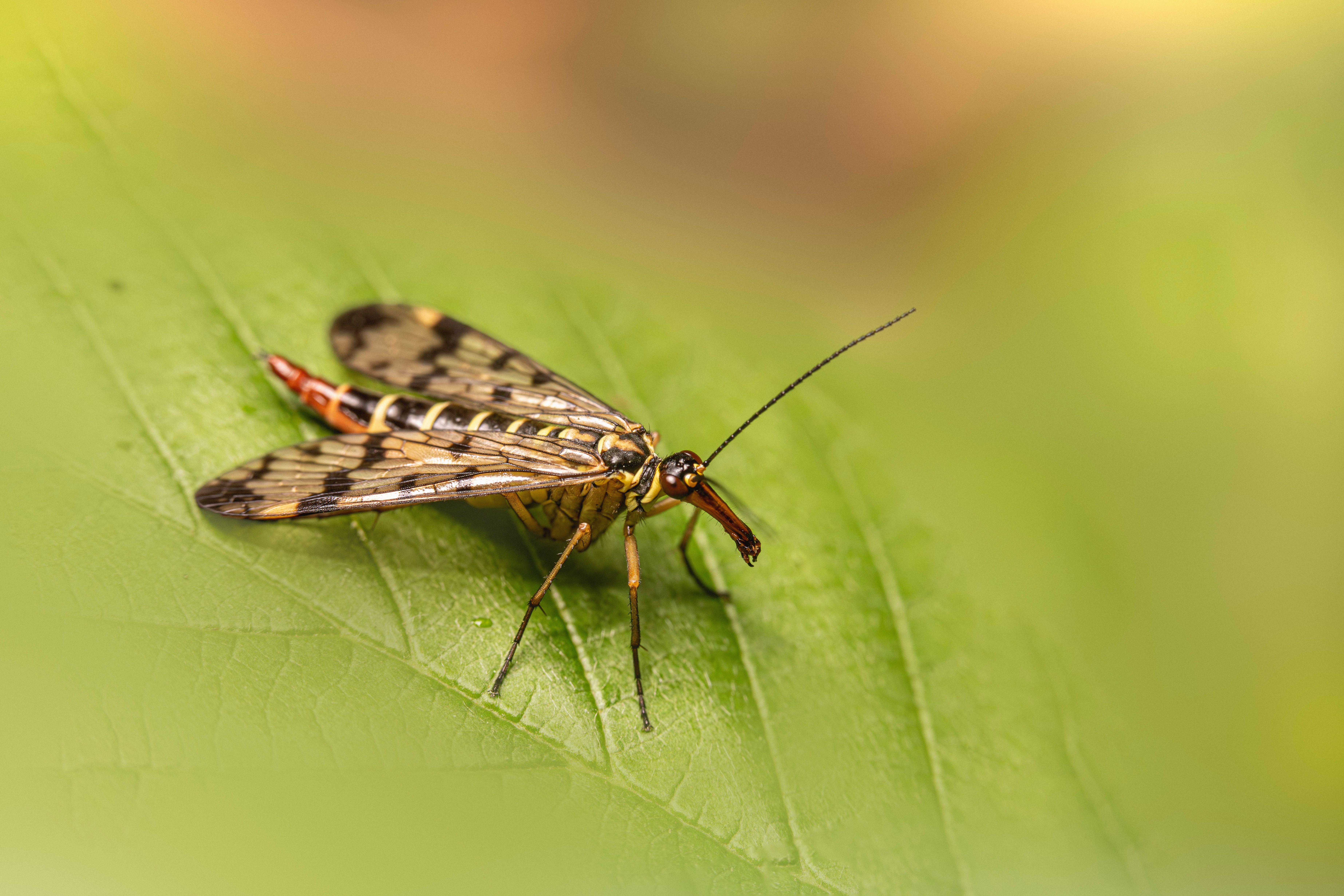 De franc Imatge macro detallada d'una escorpí (Panorpa communis) descansant sobre una fulla verda, destacant les seves característiques intricades. Foto d'estoc