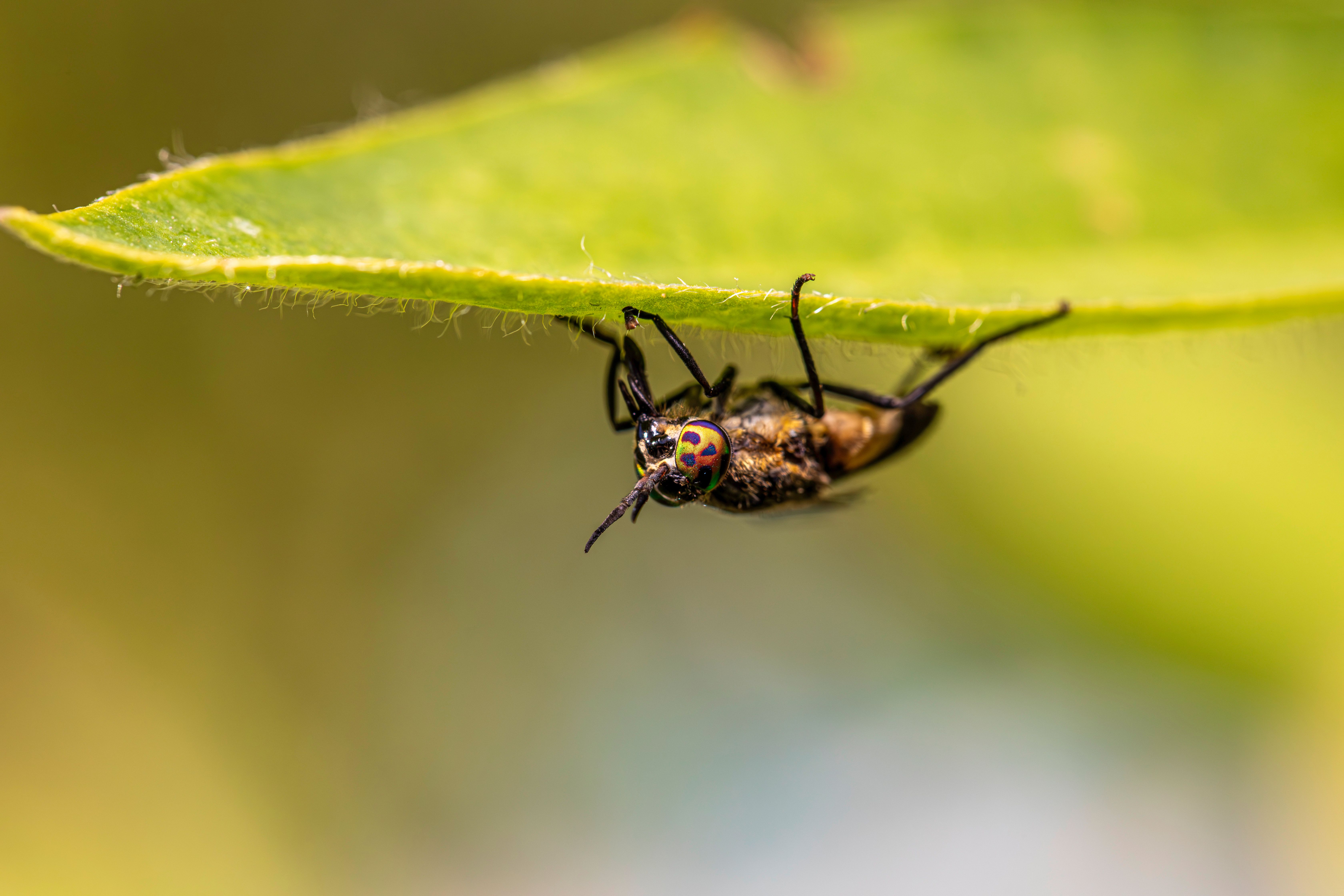 Detailed macro shot showcasing a horse-fly underneath a green leaf in nature.
