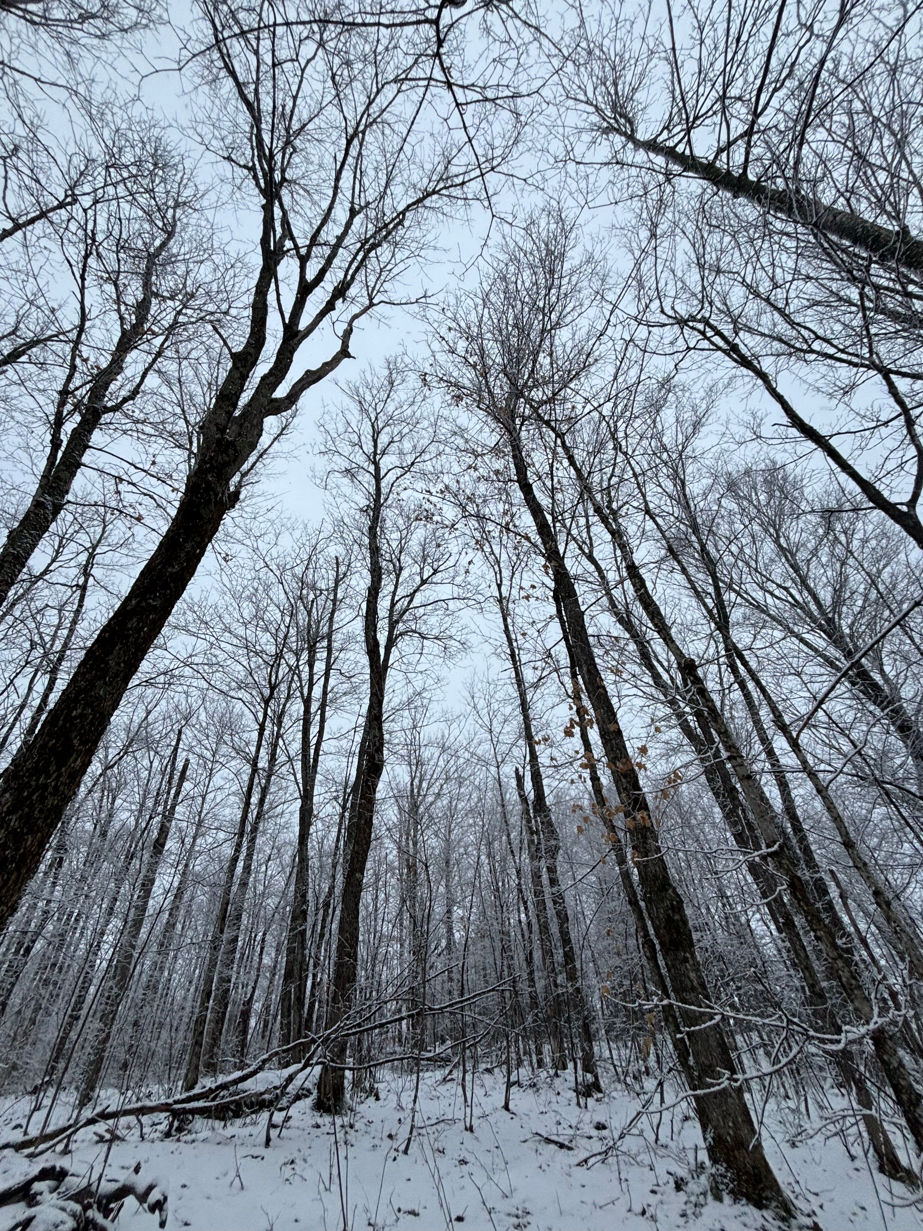 Snow-Covered Winter Forest with Bare Trees · Free Stock Photo
