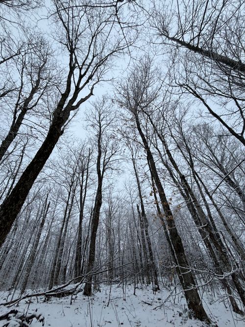 Free Winter forest scene with snow and bare trees reaching into the sky. Stock Photo