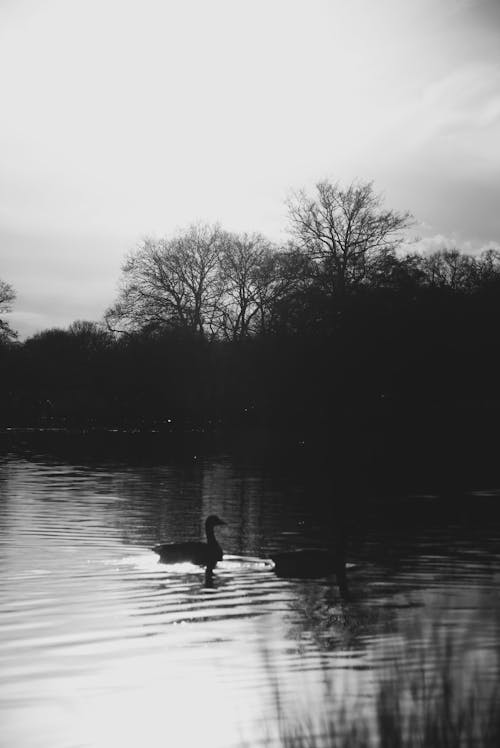 Free stock photo of duck, gloomy, lake Stock Photo
