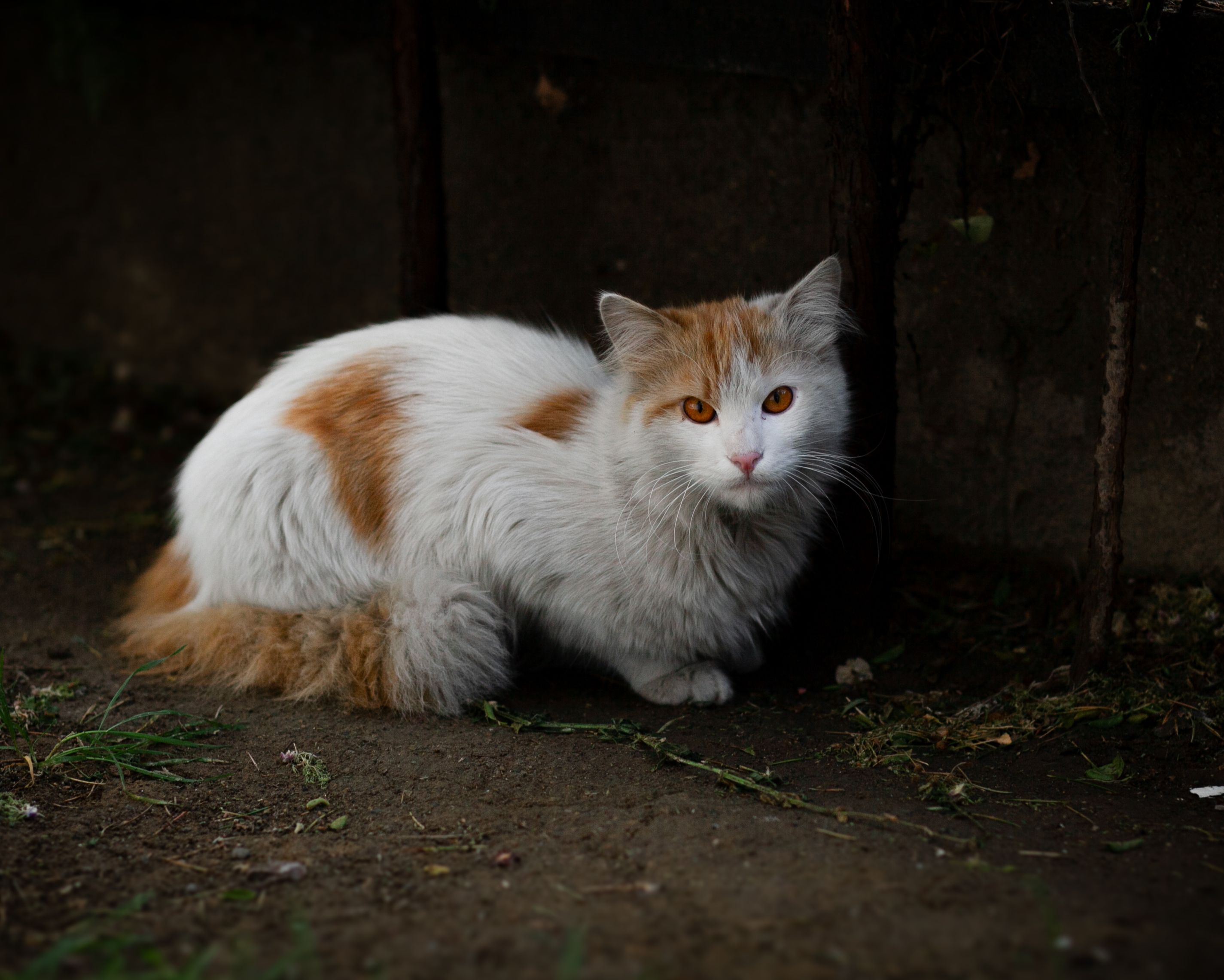 Portrait of a cat at a veterinary clinic