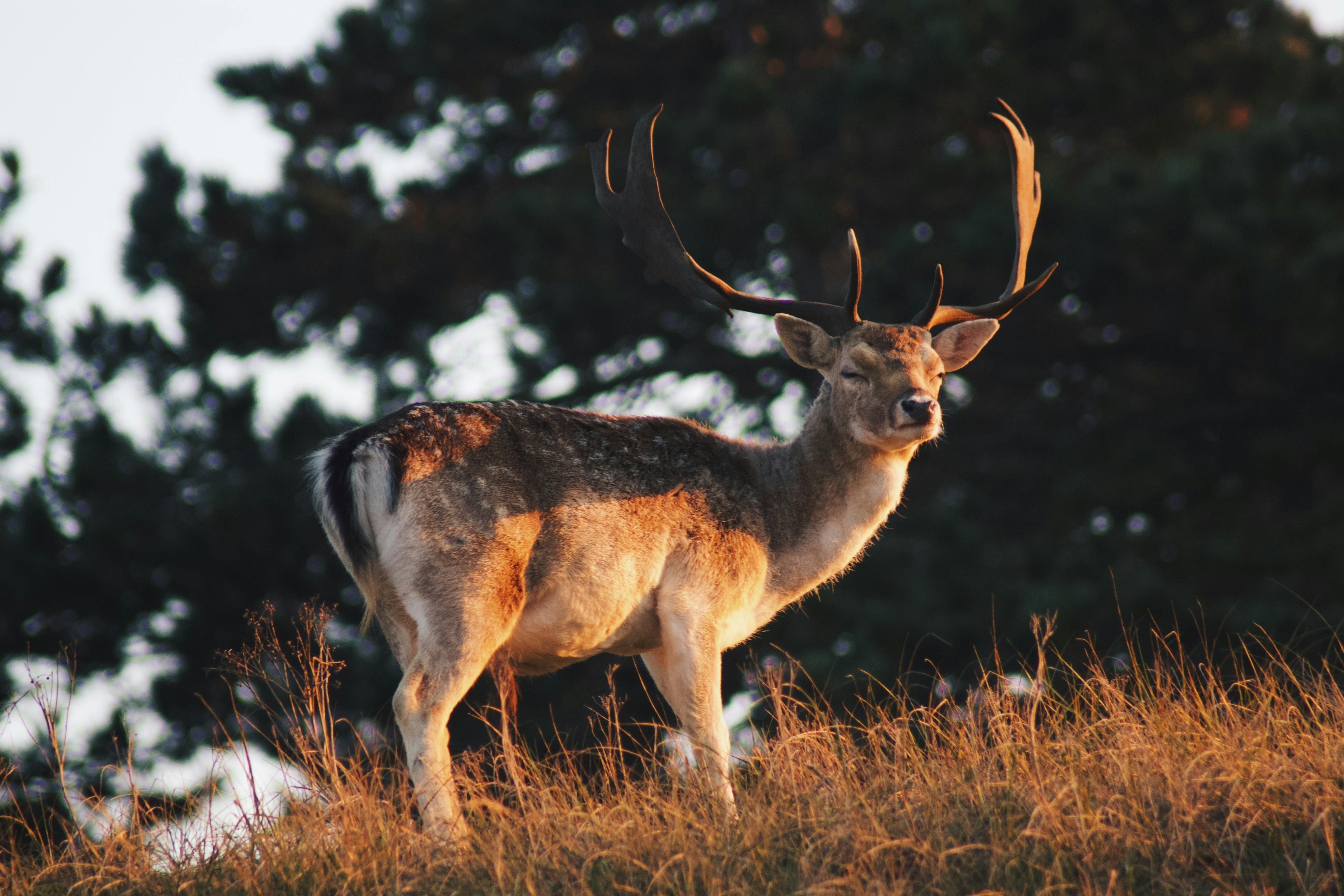 grátis Um lindo cervo com chifres em um prado ensolarado, capturado em um ambiente natural. Foto profissional