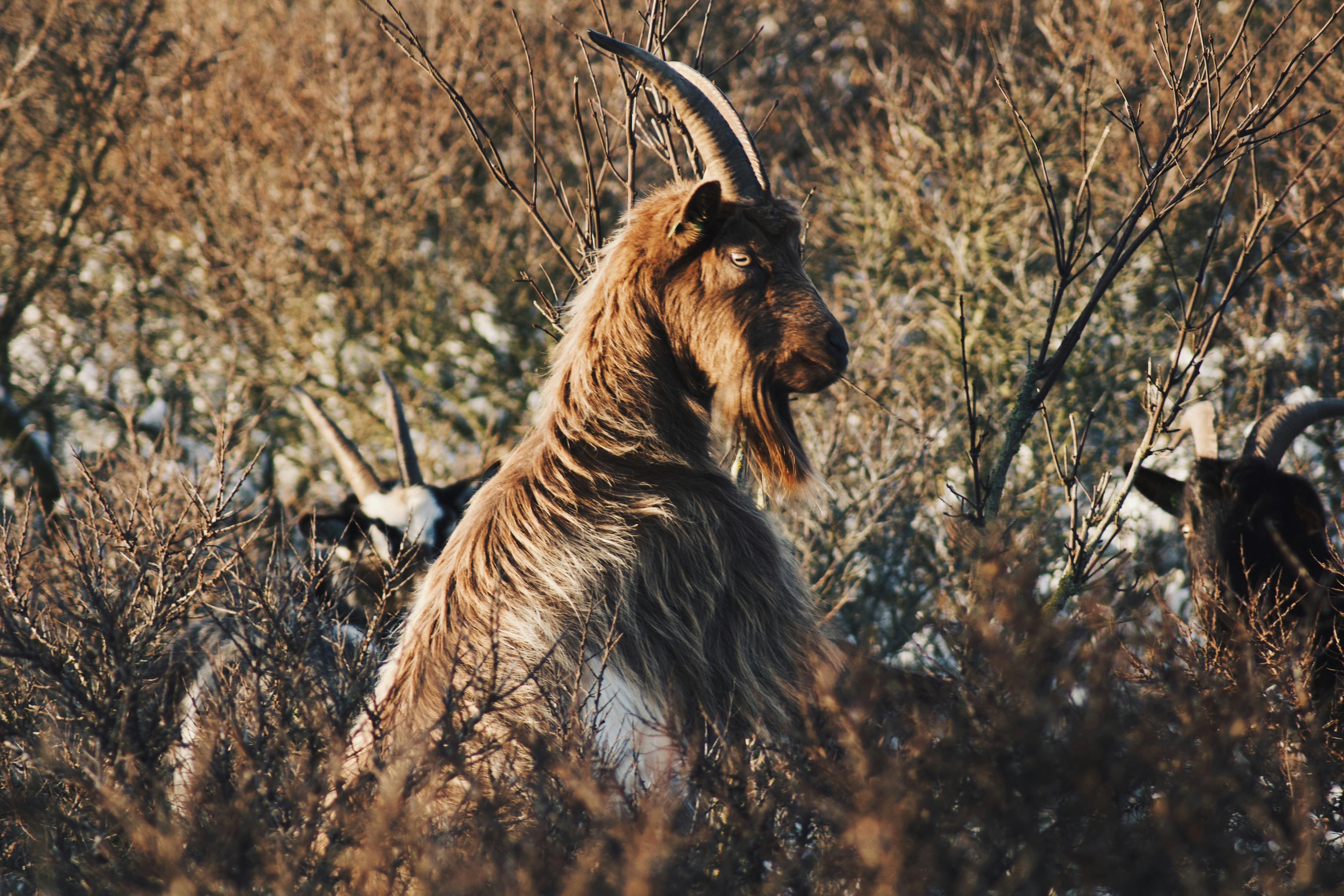 Gratuit Une chèvre majestueuse regarde attentivement, entourée d'une végétation épaisse dans un cadre extérieur serein. Photos
