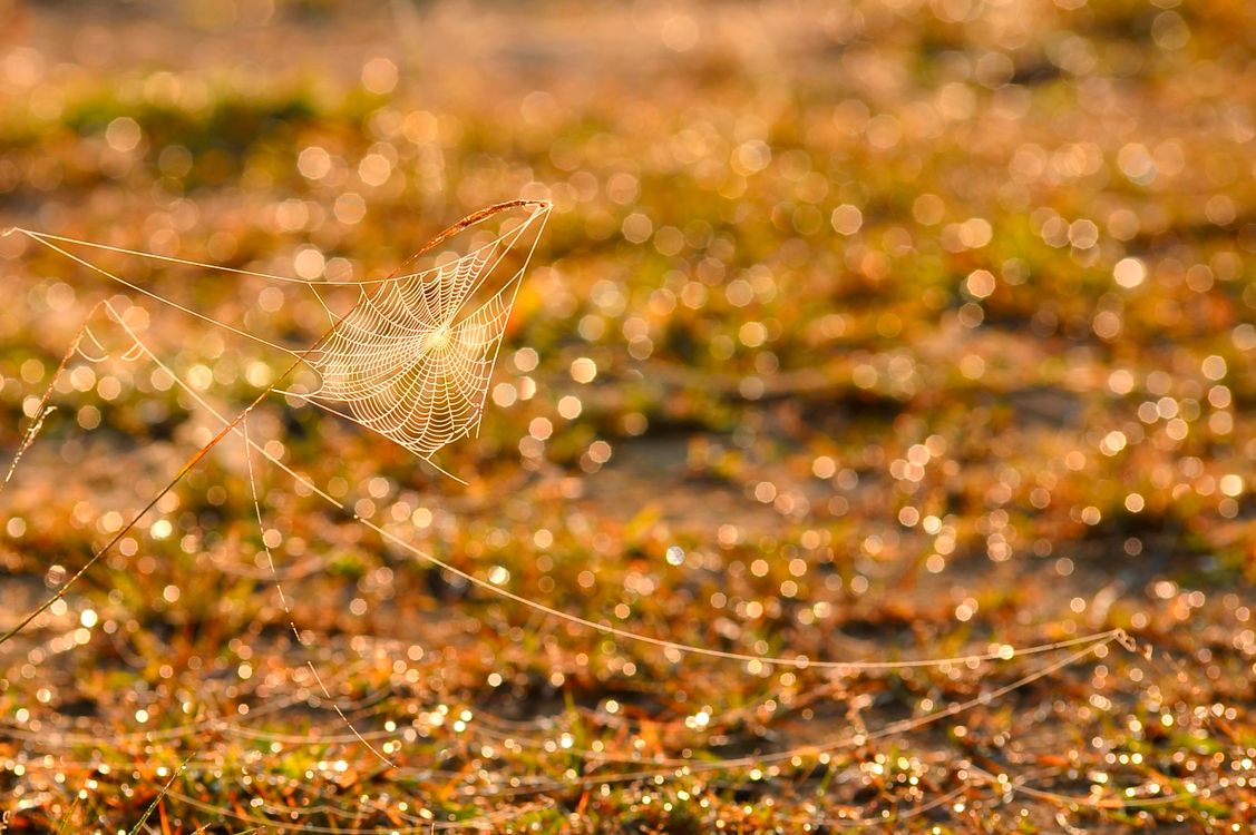 Close-up View of Dewy Spider Web at Sunrise · Free Stock Photo