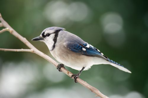 Free A close-up of a blue jay (Cyanocitta cristata) perched on a branch, captured outdoors. Stock Photo
