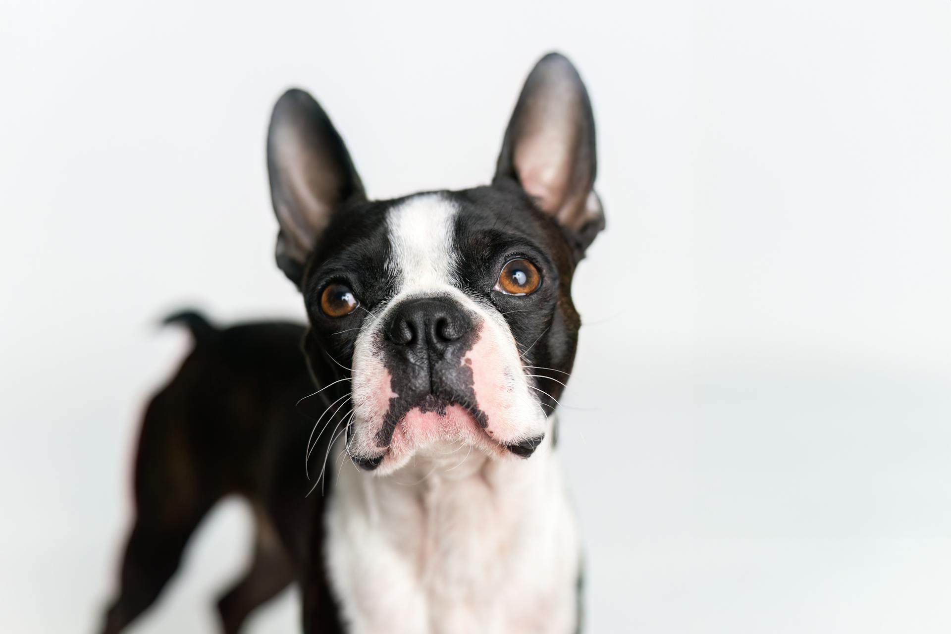 Close-up portrait of a Boston Terrier with curious expression in a bright setting.