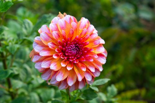 Free Close-up of a colorful dahlia flower with water droplets in a garden setting. Stock Photo