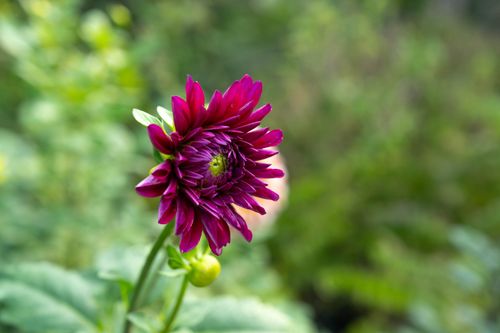 Free Close-up of a vibrant pink dahlia flower, captured in full bloom outdoors in Ghaziabad. Stock Photo