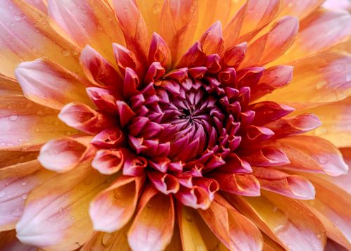 Free Detailed macro shot of a vibrant Dahlia flower showcasing its intricate petal design and water droplets. Stock Photo