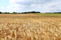 明亮的蓝天下，广阔的金色麦田绵延不绝，云层蓬松