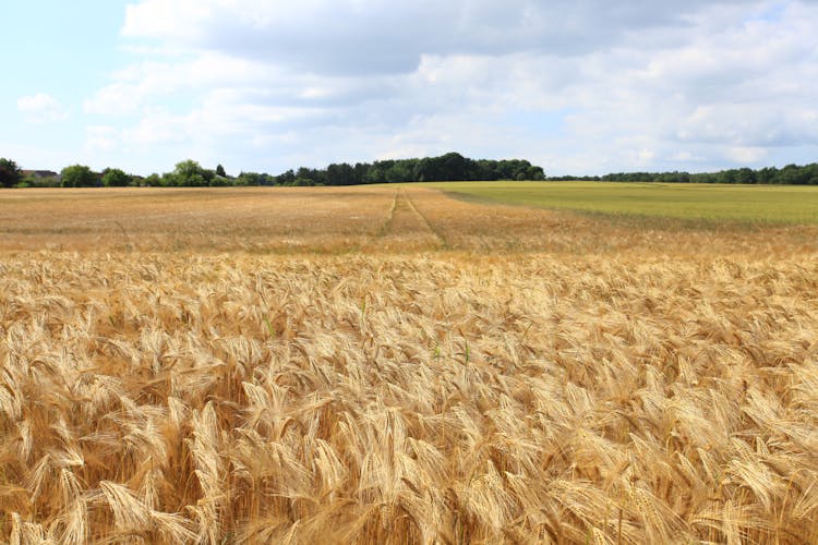 Rice Field