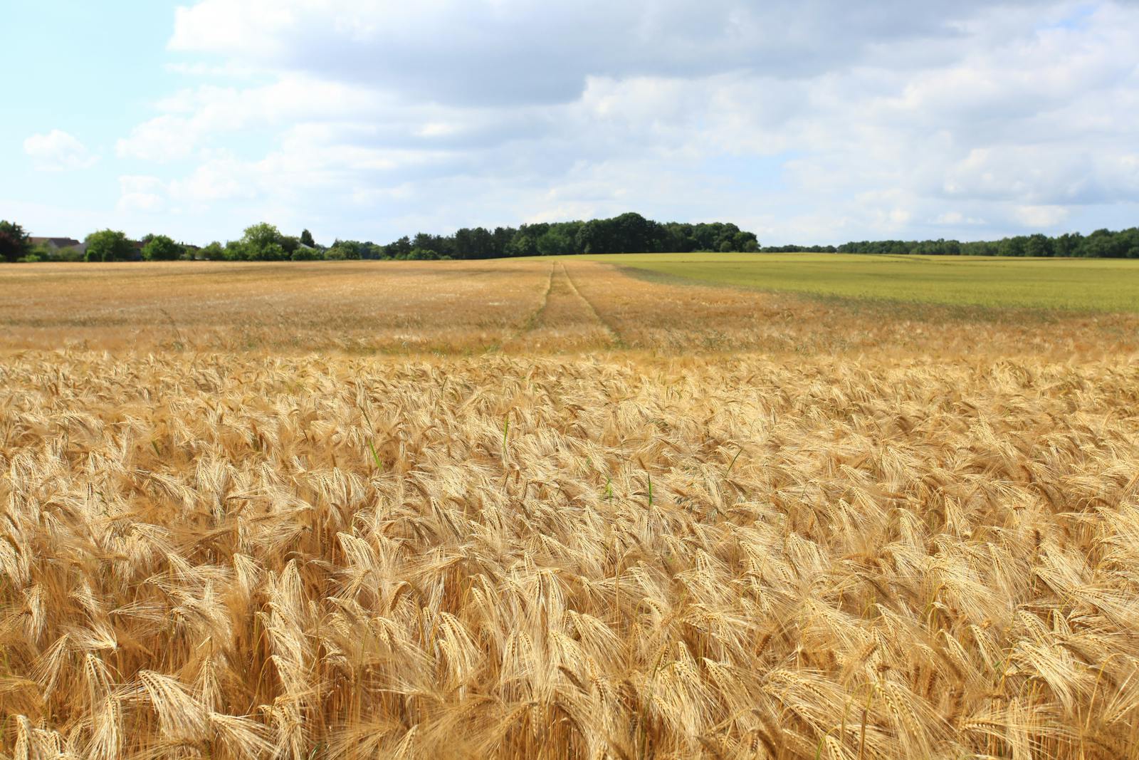 Wheat field that is ready for harvest