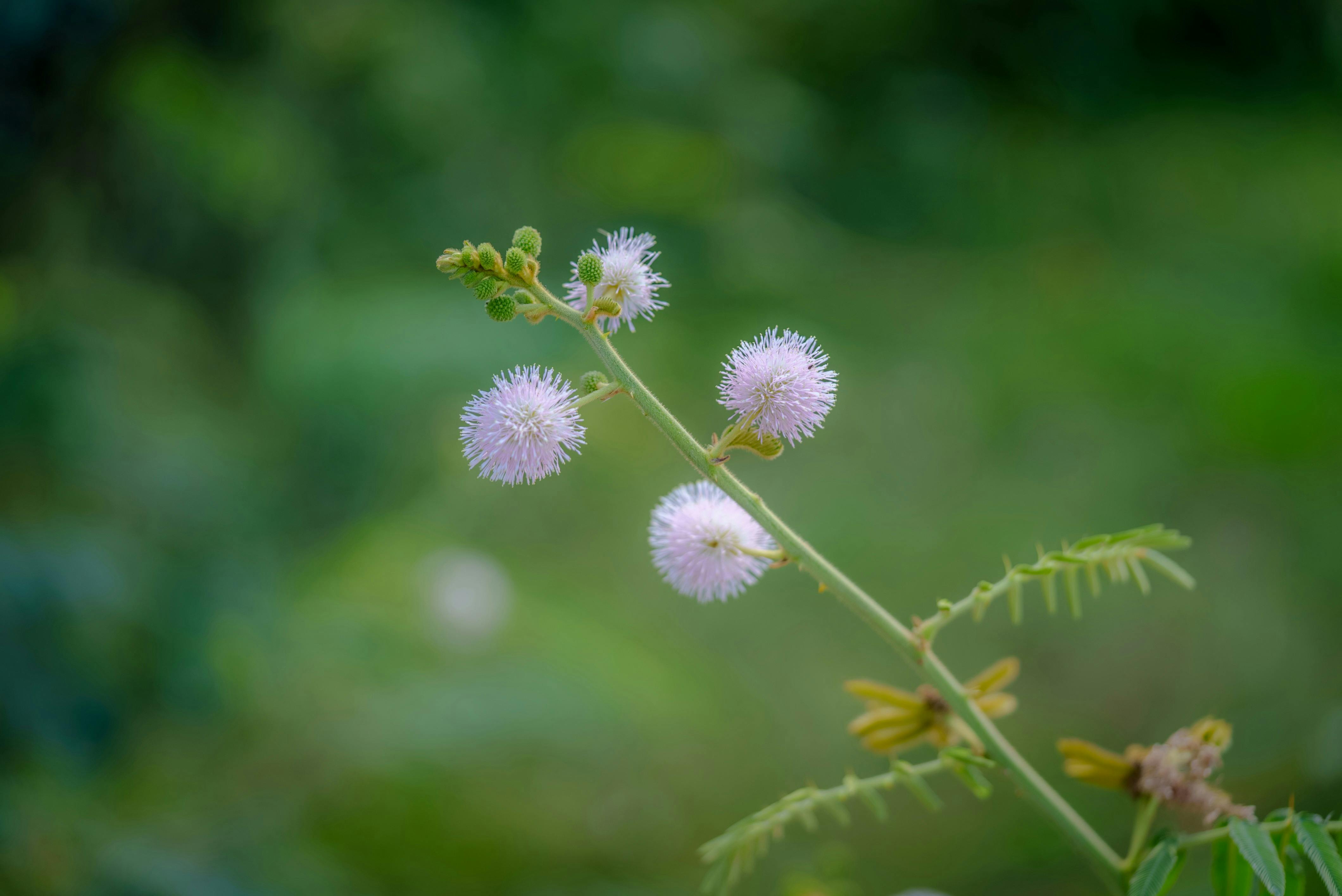 Zadarmo Makrofotografia zobrazujúca jemné ružové kvety Mimosa pudica, ktoré zvýrazňujú botanickú krásu. Fotka z fotobanky