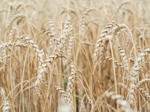 無料 茶色の小麦植物 写真素材