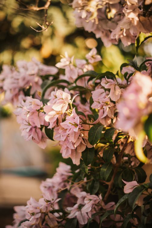 Free Beautiful close-up of blooming bougainvillea flowers with pink petals in warm sunlight, creating a tranquil garden scene. Stock Photo
