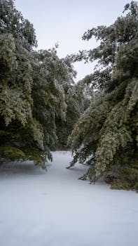 A serene snowy path flanked by frosty trees, creating a winter wonderland scene.