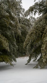 A tranquil winter scene captures snow-blanketed trees in a serene forest setting.