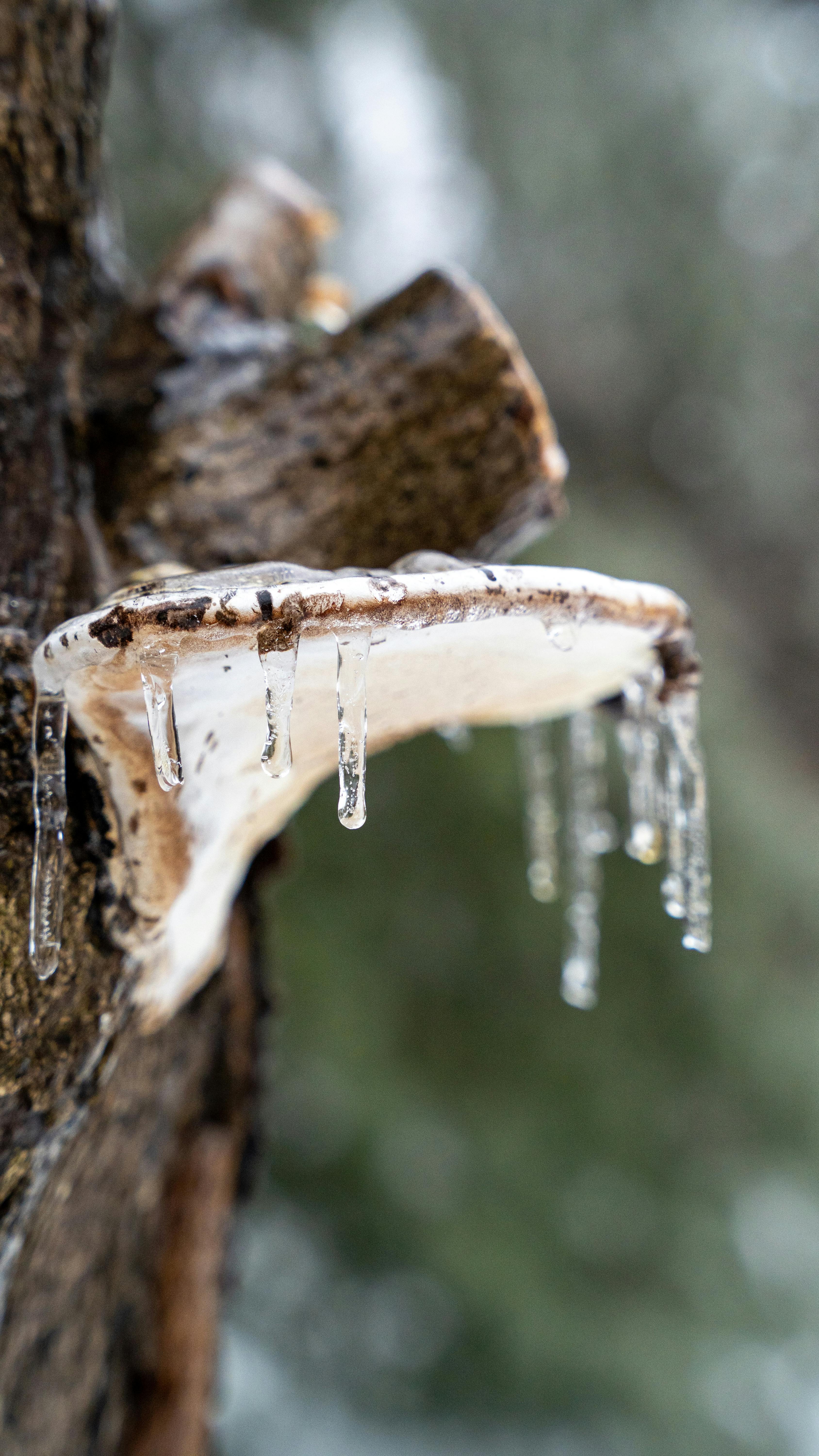 close up of fungal growth with icicles on tree bark