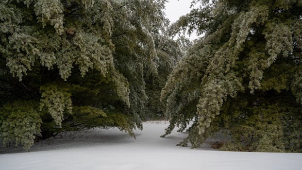 Serene winter scene with snow-covered pine trees creating a tranquil forest pathway.