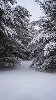 A tranquil winter scene with snow-laden trees and a peaceful forest path.