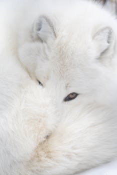 A serene close-up of an Arctic fox curled up in its thick white fur during winter.