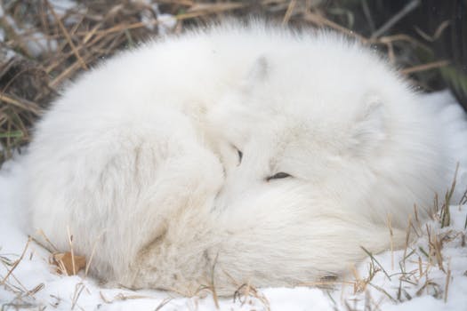 A serene arctic fox curled up on snow in a winter landscape, exuding warmth and calmness.