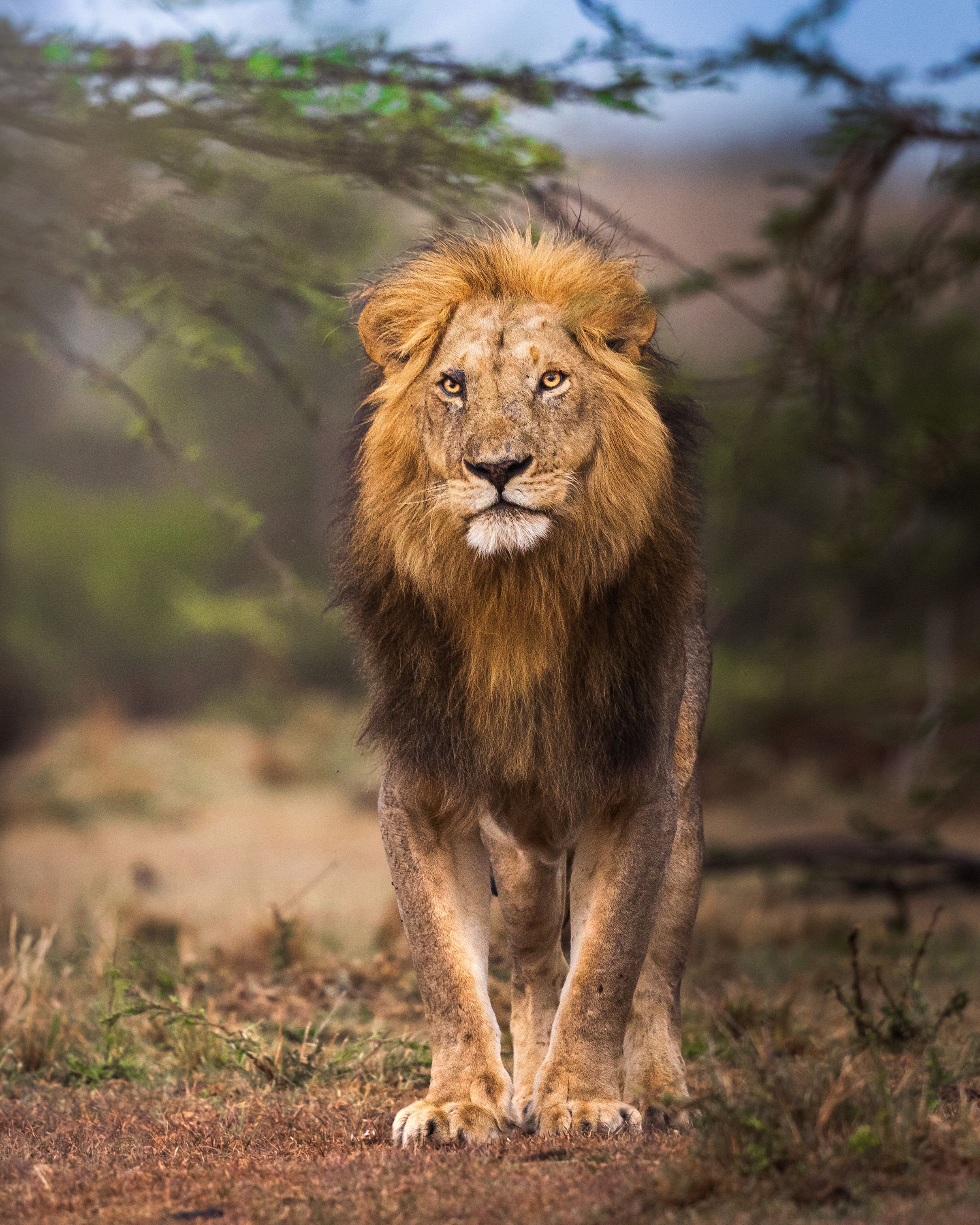 nikond5300, アフリカ, アフリカのライオン, サファリ, サファリ動物
