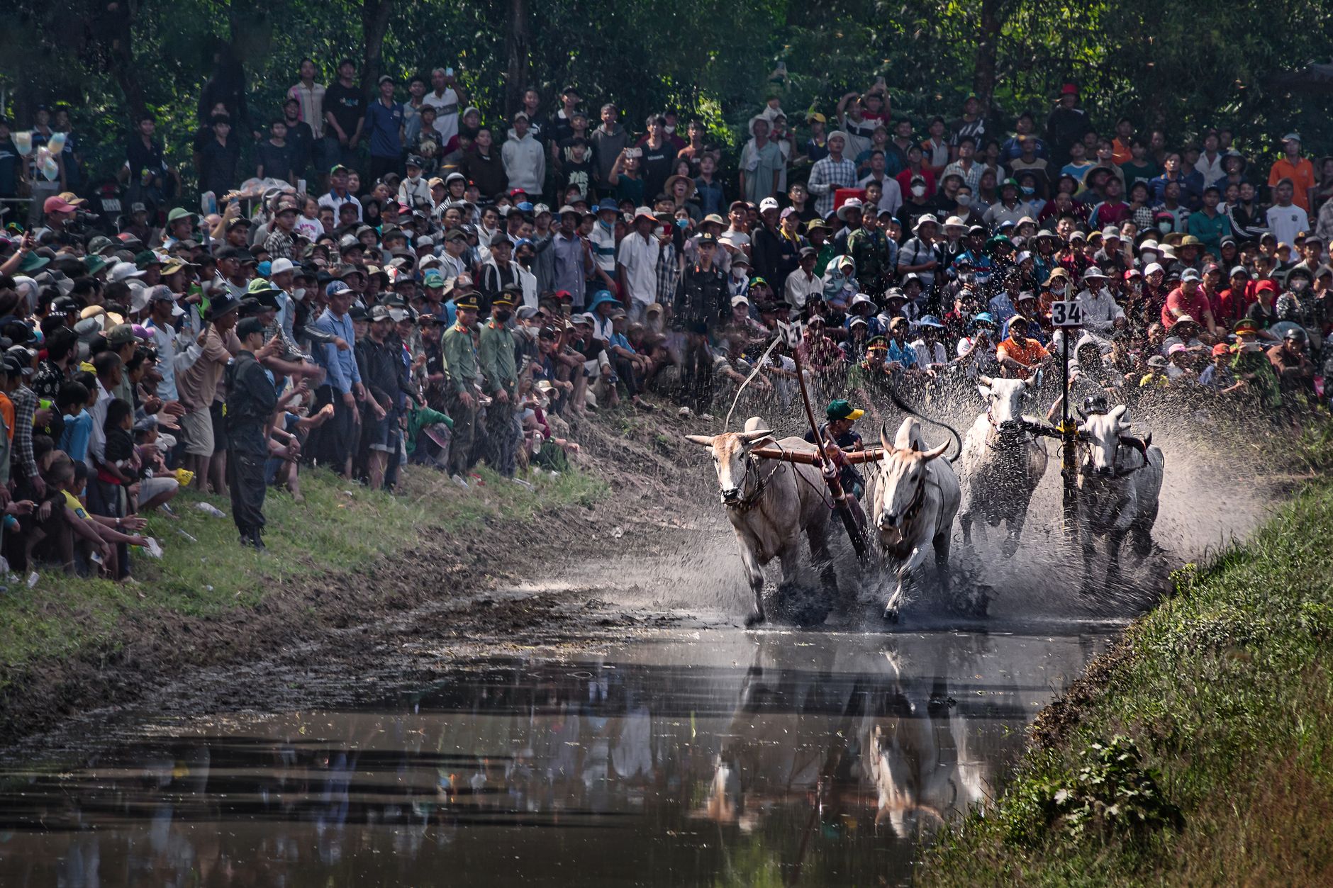 Thrilling scene of a traditional bull racing competition in An Giang, Vietnam with a large, vibrant crowd.