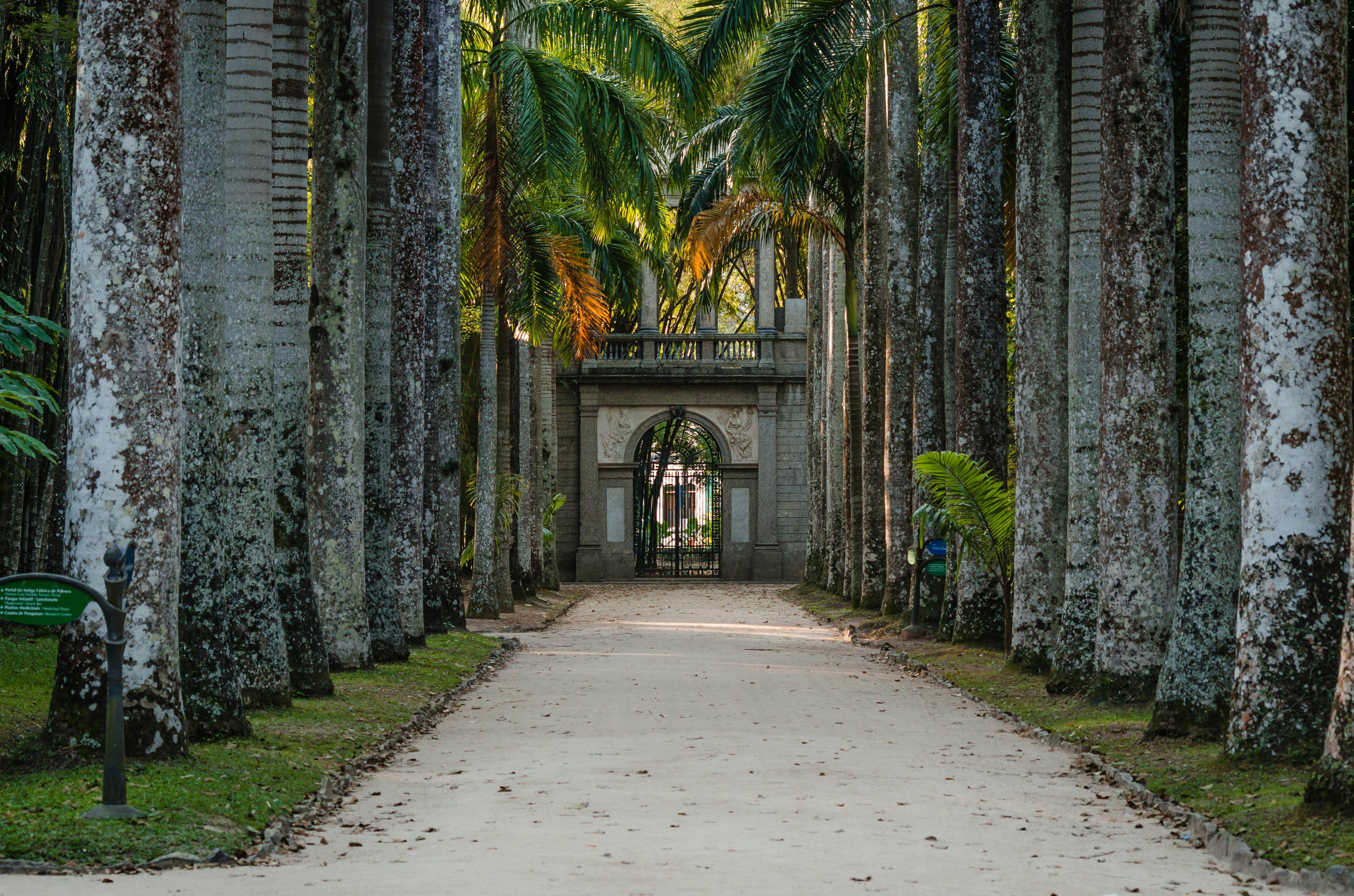 Royal Botanic Gardens Peradeniya Lush River Setting Wide Avenues Towering Palms Orchid Collection Spices Medicinal Plants Royal Palms Long Straight Walks Spacious Lawns Mature Canopy Trees