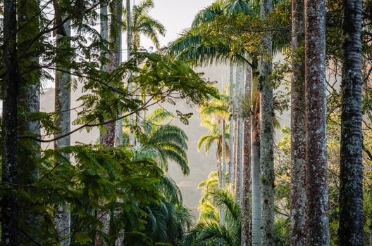 A vibrant view of tall palm trees in Rio de Janeiro's lush jungle setting.