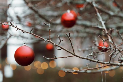 Free Red Christmas ornaments decorating a bare tree branch outdoors in winter. Stock Photo