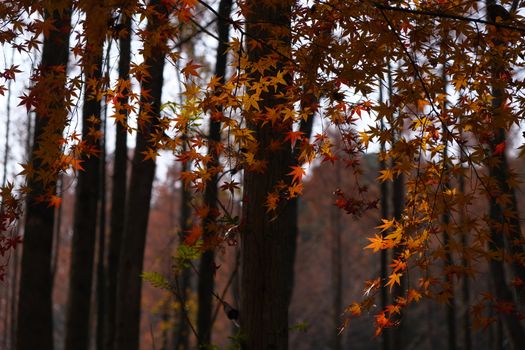 Serene autumn forest scene with vibrant red and orange maple leaves capturing fall essence.