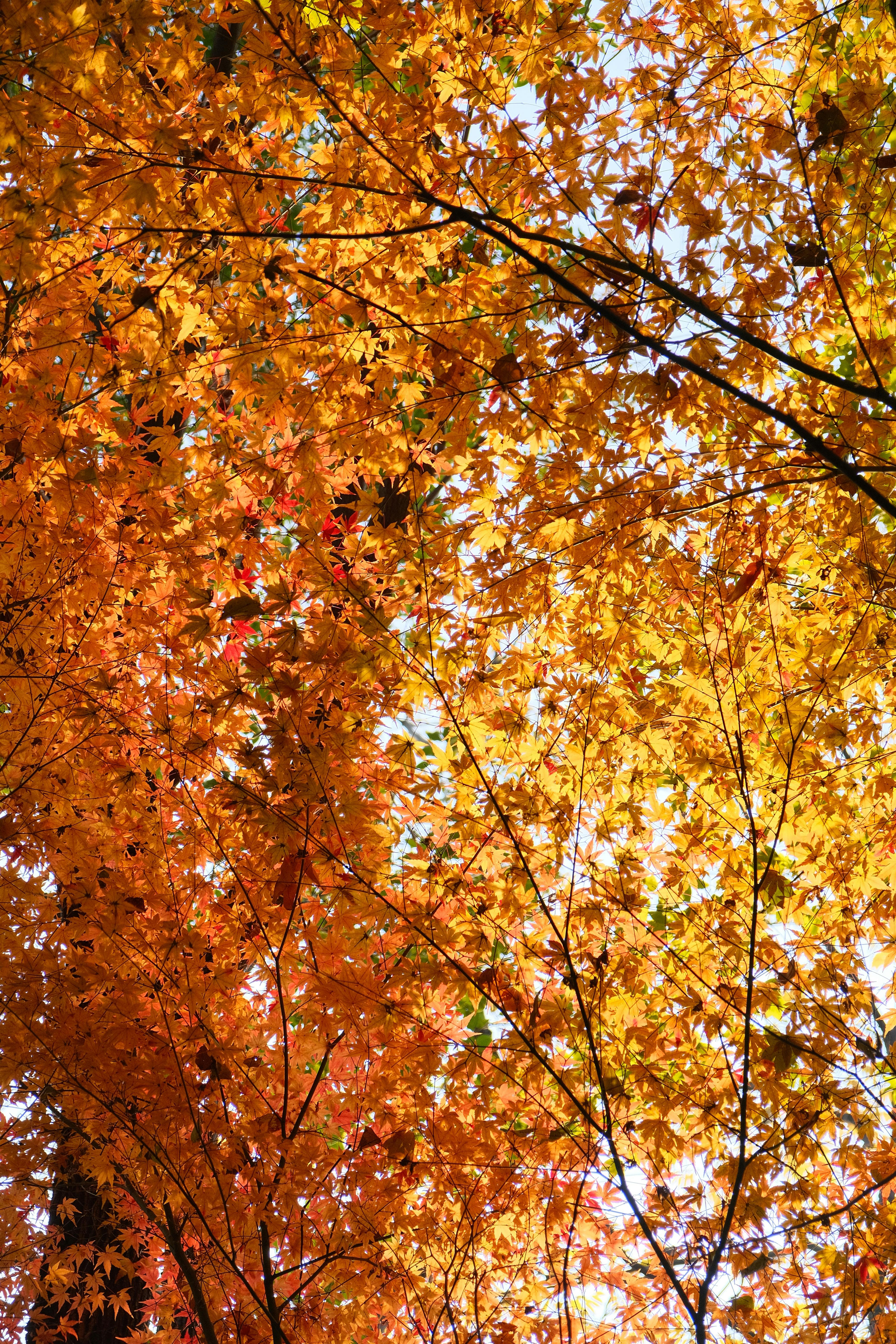 Photograph of vivid autumn maple leaves in sunlight, evoking a warm fall atmosphere.