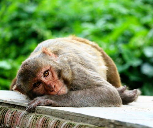 Free Black and Brown Monkey Close-up Photography Stock Photo
