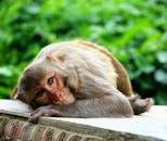 在尼泊尔加德满都，一只恒河猴静静地栖息在郁郁葱葱的绿植中