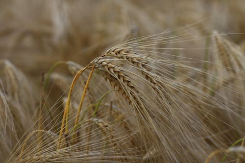 Free Selective Focus Photography of Brown Paddy Stock Photo