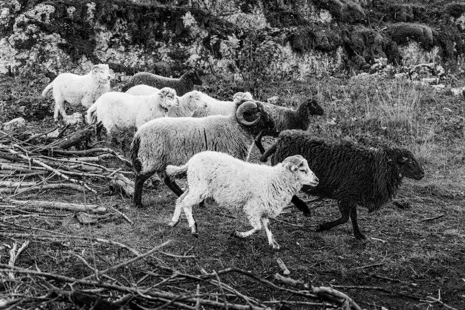 Saaremaa sziget: Észt vidéki élet Saaremaa sziget: Észt vidéki élet