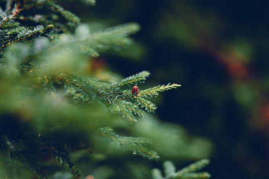 Detailed close-up of an evergreen tree branch highlighting a small pinecone with a soft focus background.