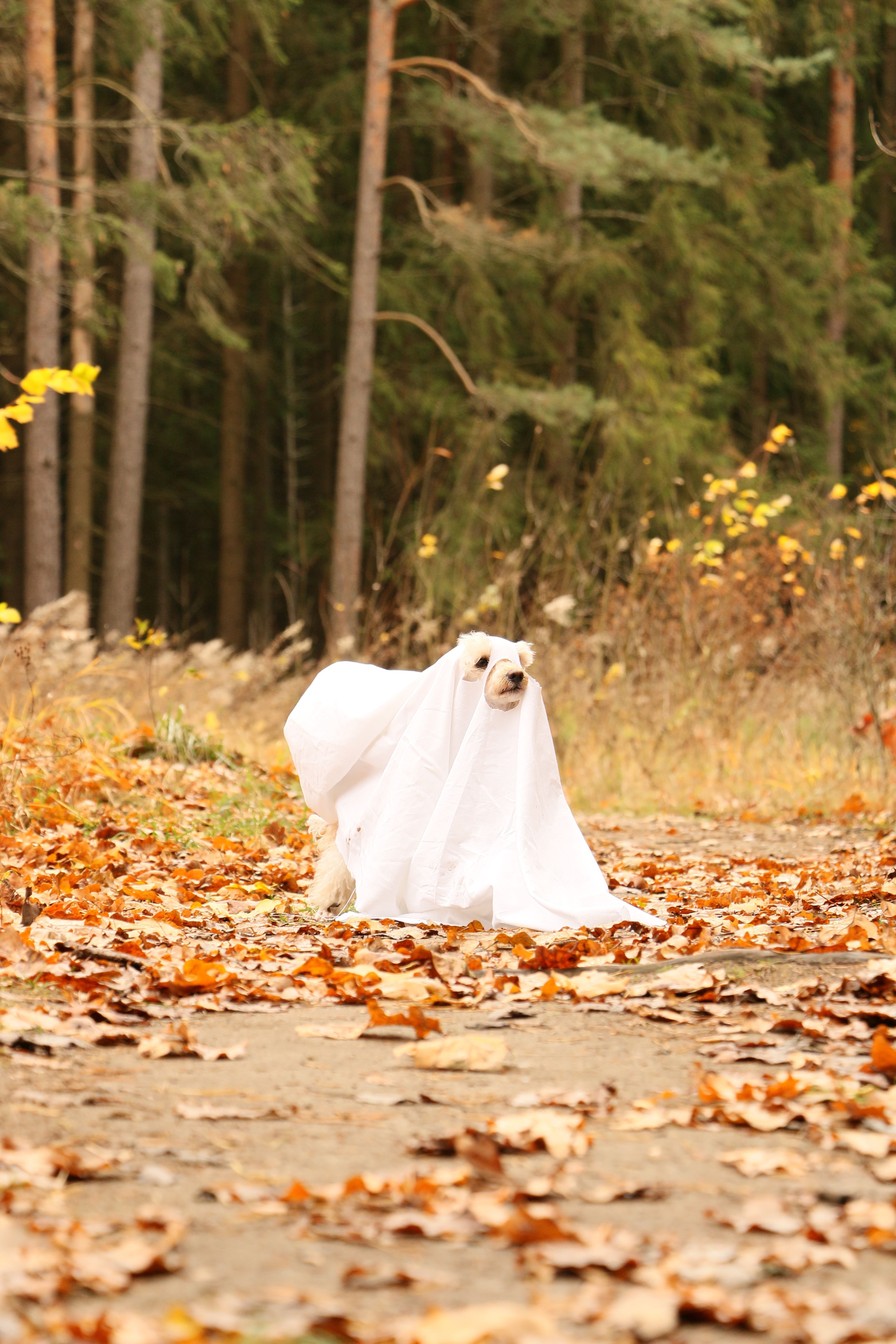 Dog Dressed as Ghost in Autumn Forest Scene · Free Stock Photo