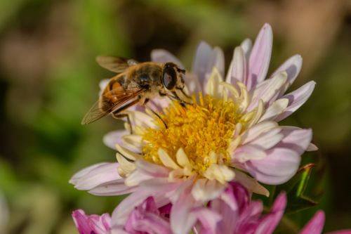 Free Close-up of a bee collecting pollen from a chrysanthemum flower, showcasing nature's beauty. Stock Photo