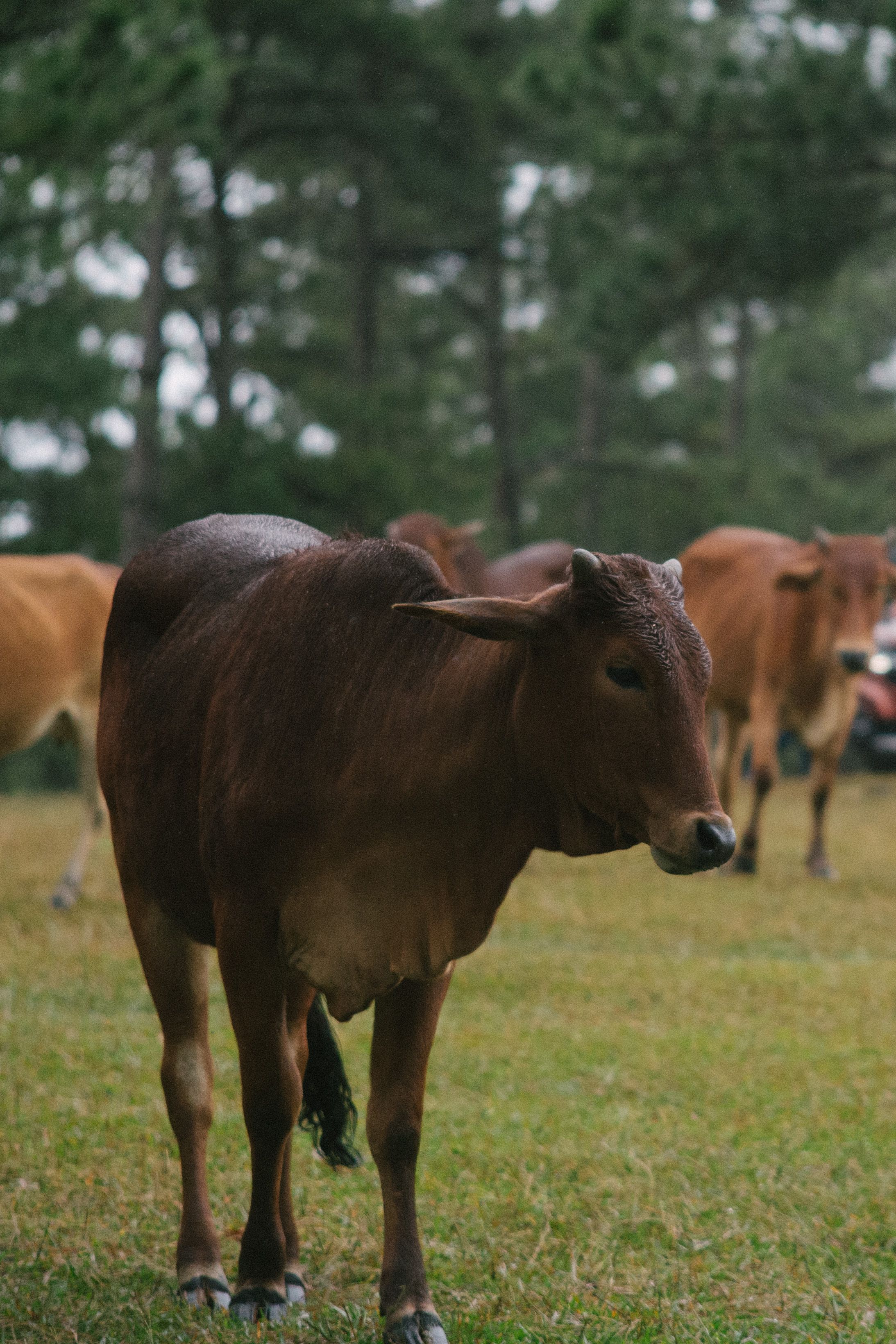Brown Cows Grazing in a Green Pasture · Free Stock Photo