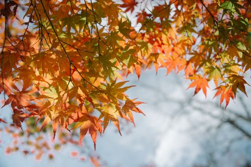 Free Beautiful close-up of vibrant autumn maple leaves with a soft sky backdrop in Japan. Stock Photo