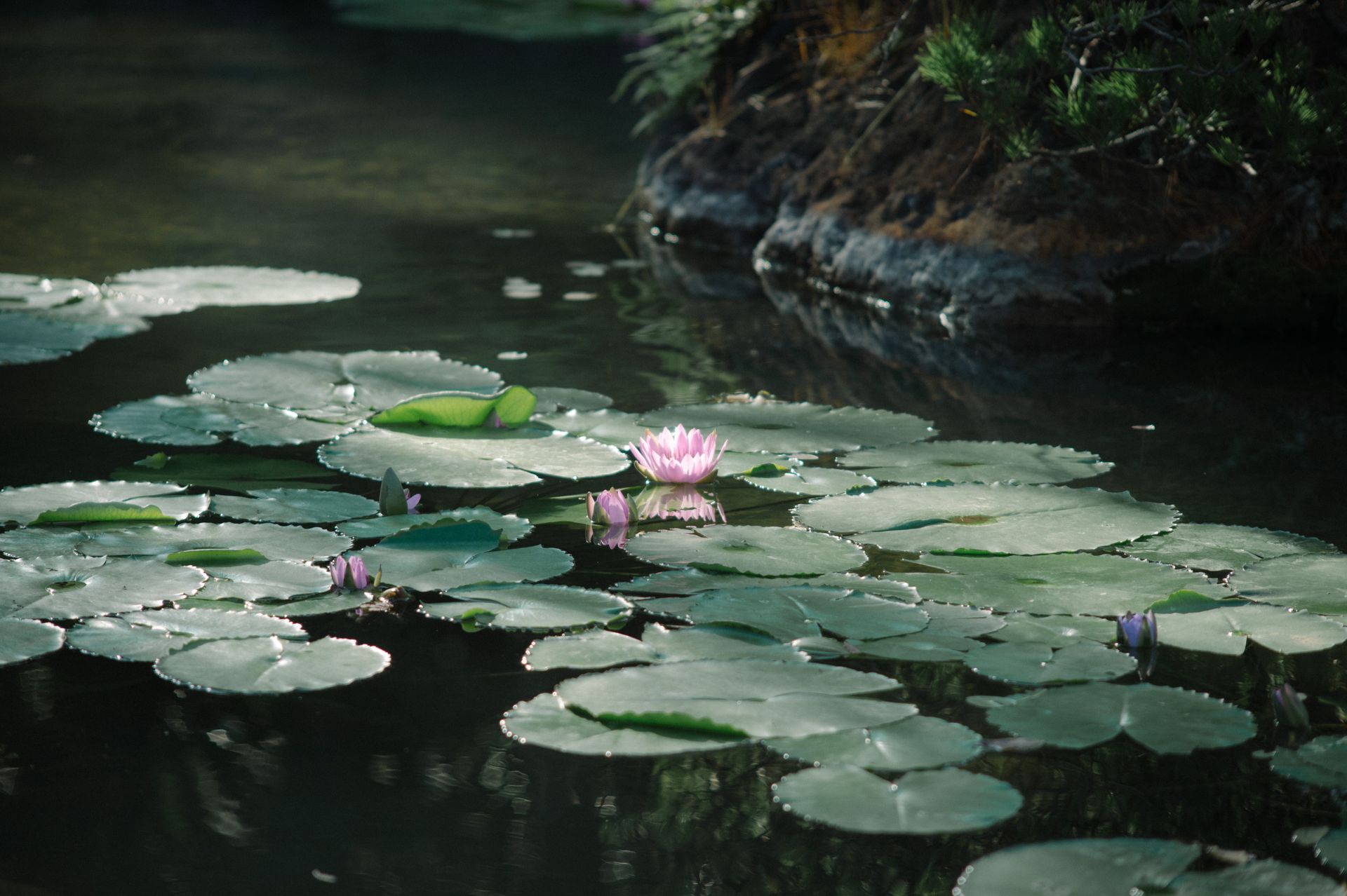 Tranquil lily pond in a Japanese garden with blooming water lilies under soft daylight.