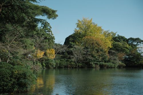 Free Tranquil Japanese garden scene with autumn trees reflecting on a peaceful pond under a clear blue sky. Stock Photo
