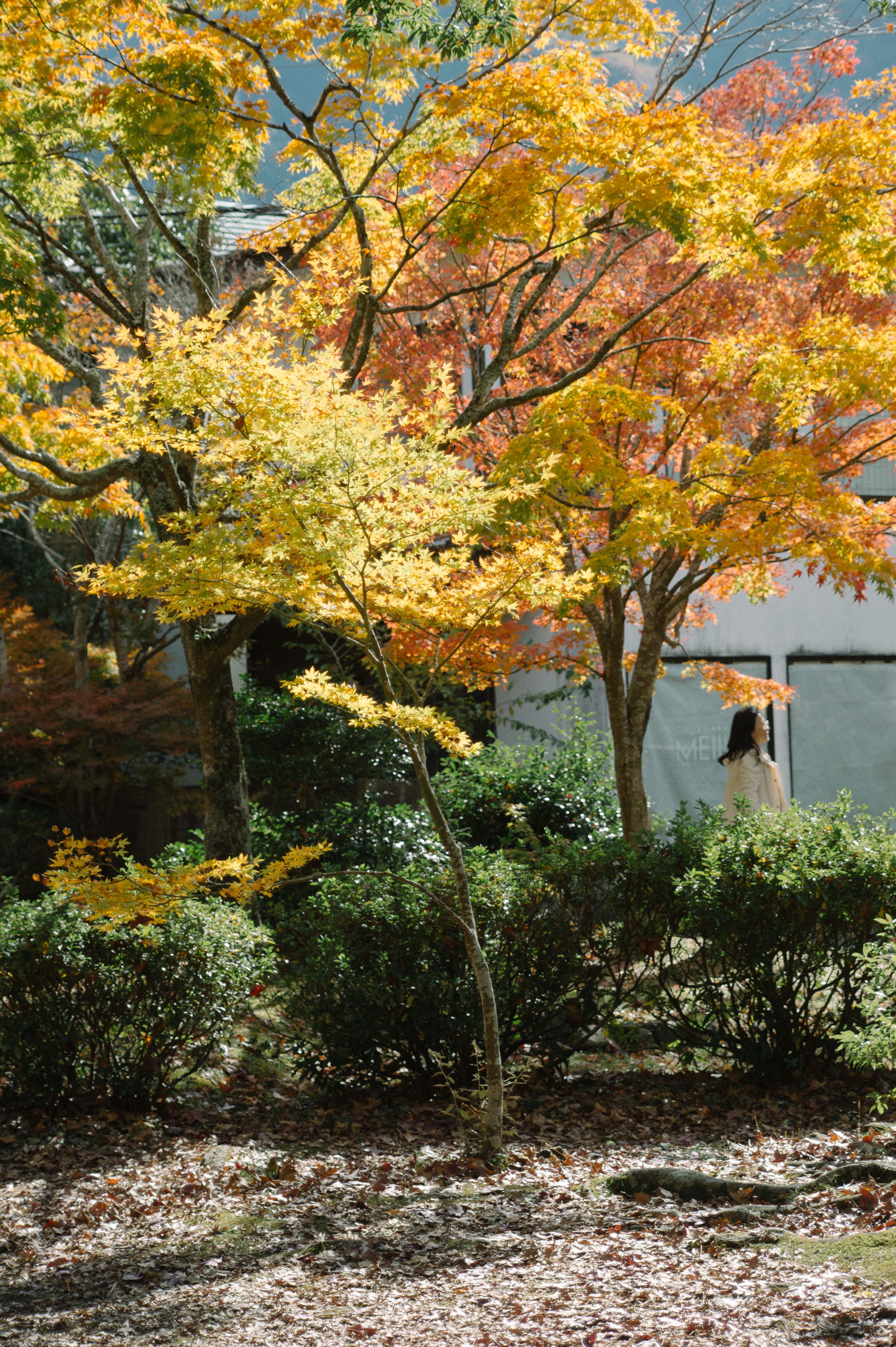 Serene Autumn Day in Japanese Garden · Free Stock Photo