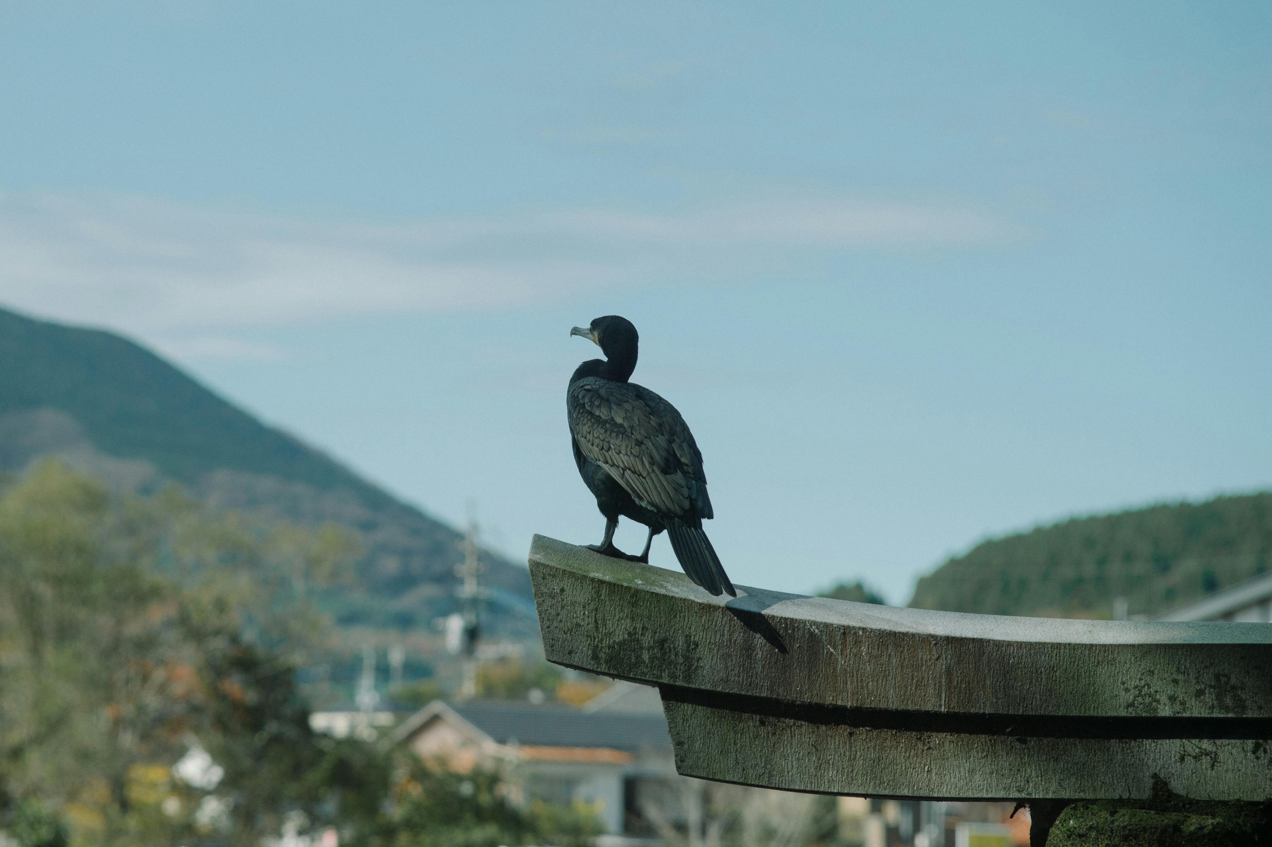 cormorant bird perched on japanese shrine roof