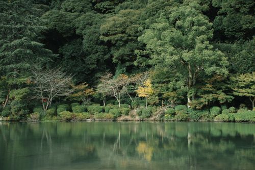Free A serene view of a lush Japanese garden with trees reflecting on a calm pond, showcasing nature's tranquility. Stock Photo